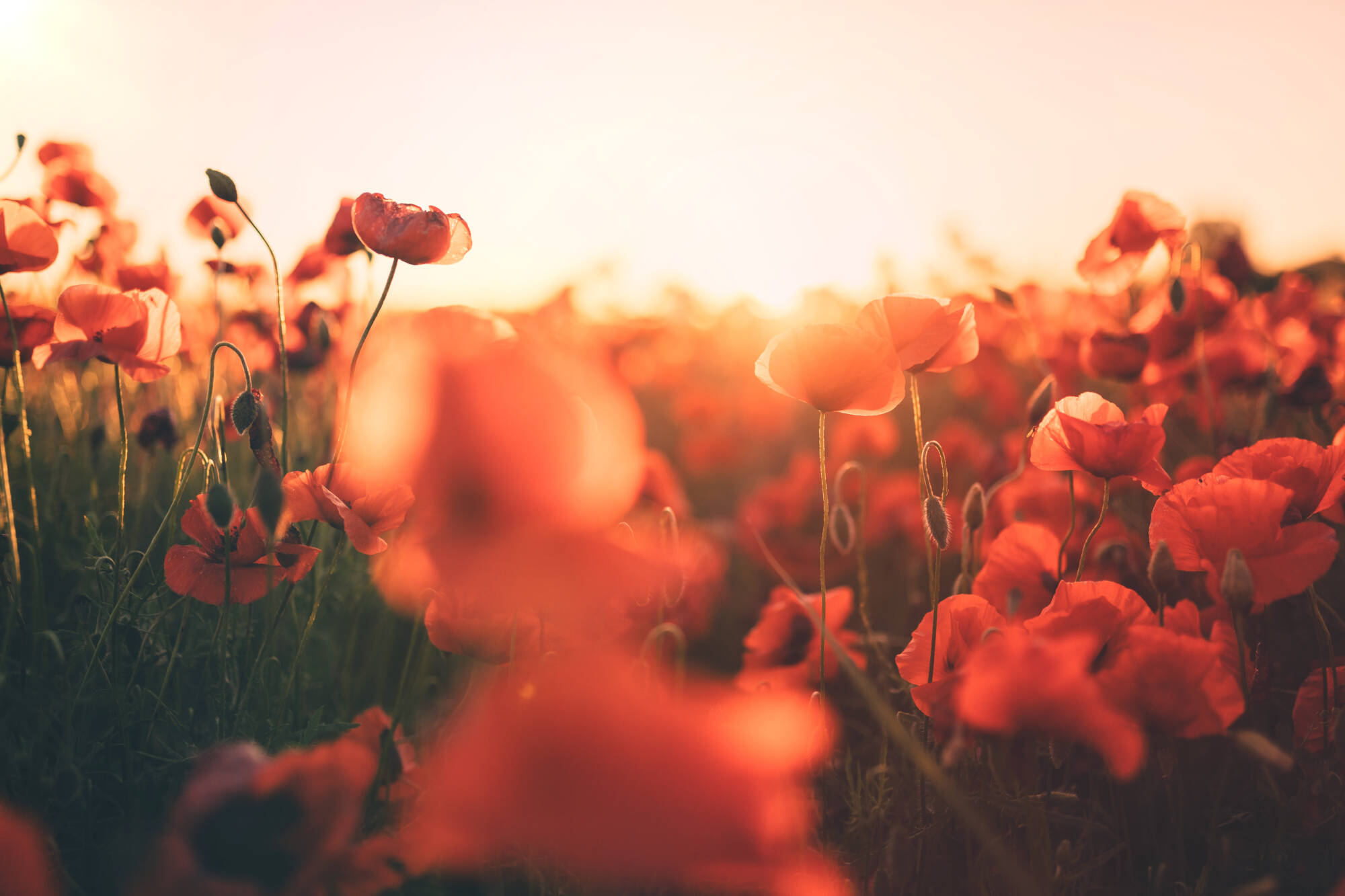 COQUELICOTS | Pompes Funèbres du Kochersberg Votre contrat obsèques autour de Truchtersheim et Dingsheim Haguenau 0